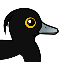 Tufted Duck