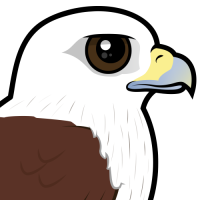 Brahminy Kite