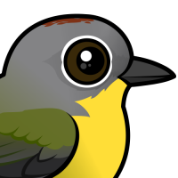 Nashville Warbler