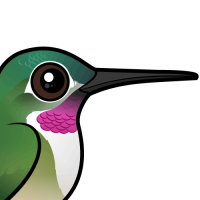 Broad-tailed Hummingbird