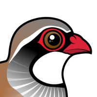 Red-legged Partridge