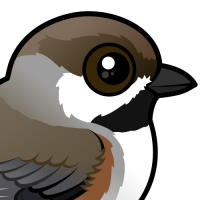 Boreal Chickadee