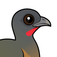 Plain Chachalaca
