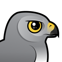 Northern Harrier