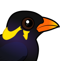 Common Hill Myna