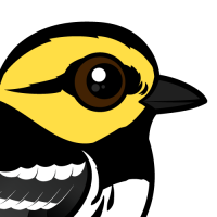 Golden-cheeked Warbler