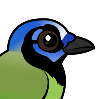 Green Jay