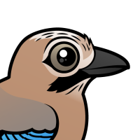 Eurasian Jay