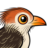 Guira Cuckoo