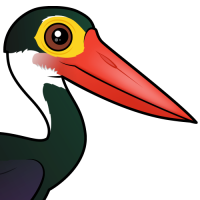 Storm's Stork