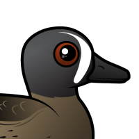Blue-winged Teal