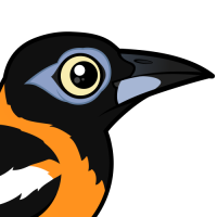 Venezuelan Troupial