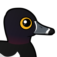 Ring-necked Duck