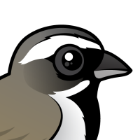 Black-throated Sparrow