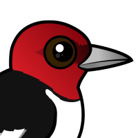 Red-headed Woodpecker