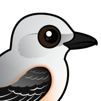 Scissor-tailed Flycatcher