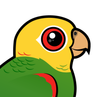 Yellow-headed Amazon