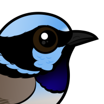 Superb Fairywren