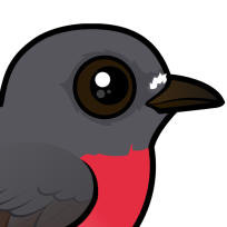 Rose Robin