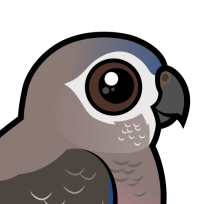 Bourke's Parrot