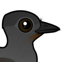 Superb Lyrebird