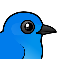 Mountain Bluebird