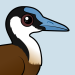 African Jacana