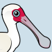 African Spoonbill
