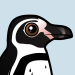 Humboldt Penguin