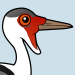 Wattled Crane