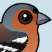 Common Chaffinch
