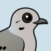 Mourning Dove