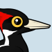 Ivory-billed Woodpecker