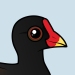 Common Moorhen