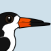 Black Skimmer