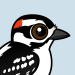 Downy Woodpecker