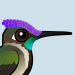 Marvelous Spatuletail