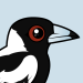 Australian Magpie