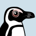 African Penguin