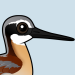 Wilson's Phalarope