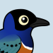 Superb Starling