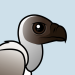 White-backed Vulture
