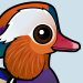 Mandarin Duck