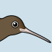 Brown Kiwi