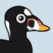 Surf Scoter
