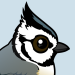Bridled Titmouse