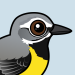 Grey Wagtail