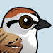 Chipping Sparrow