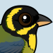 Gold-ringed Tanager