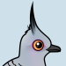 Crested Pigeon